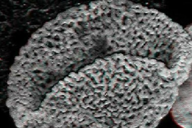 Tìm thấy hóa thạch thực vật 240 triệu năm